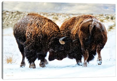 American Bison In A Fight During A Snowstorm. Canvas Art Print - OLena art