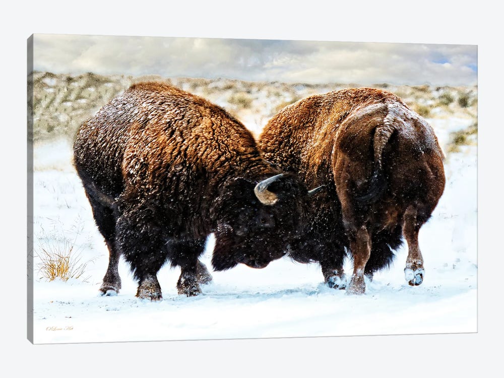 American Bison In A Fight During A Snowstorm. by OLena Art 1-piece Canvas Print