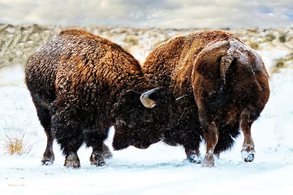 American Bison In A Fight During A Snowstorm.