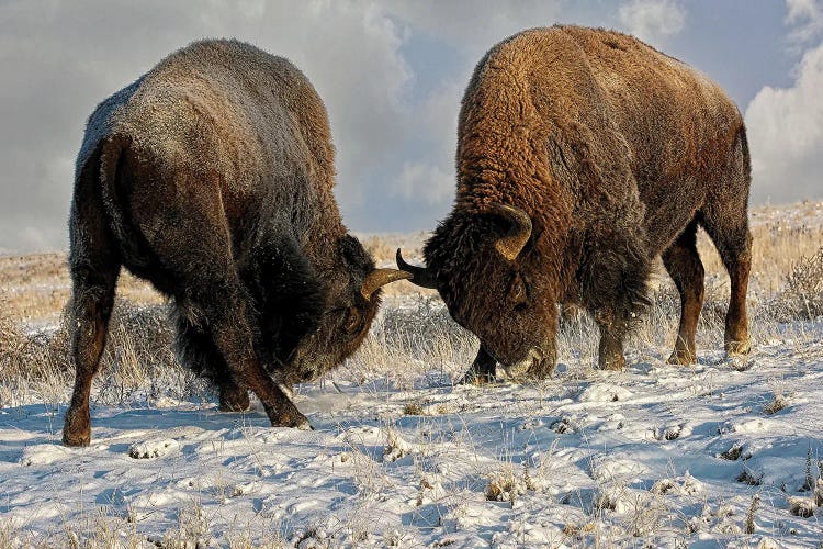 A Fight Between Two Male Bison, American Buffalo In A Snow Field