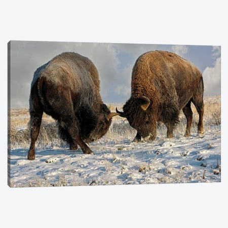 A Fight Between Two Male Bison, American Buffalo In A Snow Field Canvas Print #OLE334} by OLena Art Canvas Art