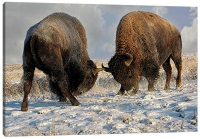 A Fight Between Two Male Bison, American Buffalo In A Snow Field Canvas Art Print - OLena art