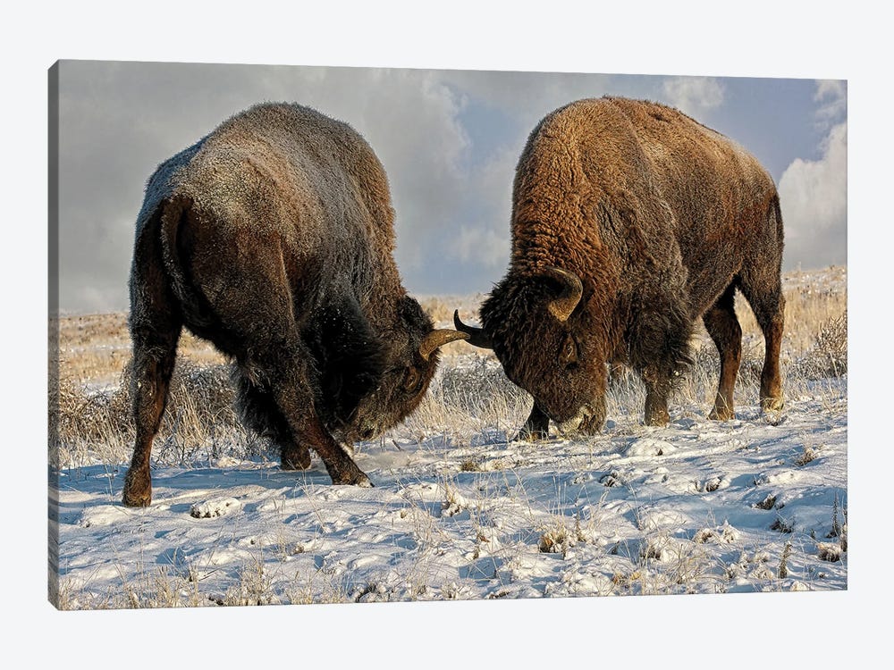 A Fight Between Two Male Bison, American Buffalo In A Snow Field by OLena Art 1-piece Canvas Art