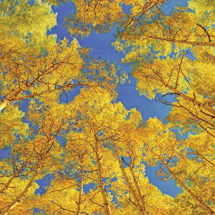 Blue Skies Above The Aspen Grove by OLena Art wall art