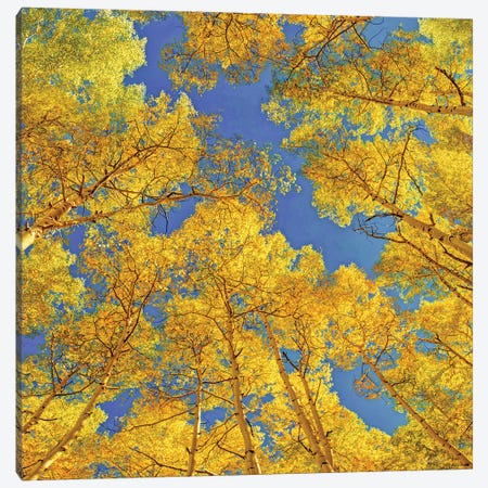 Blue Skies Above The Aspen Grove Canvas Print #OLE346} by OLena Art Art Print