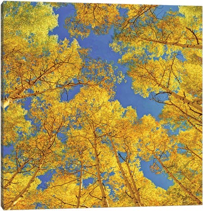 Blue Skies Above The Aspen Grove Canvas Art Print - OLena art