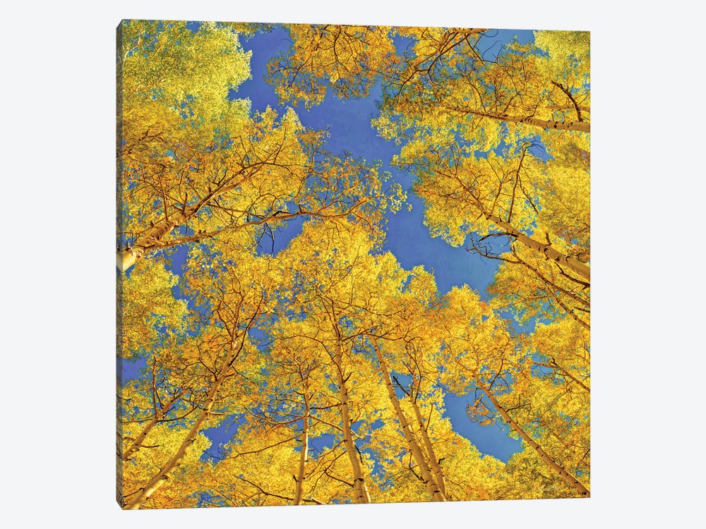 Blue Skies Above The Aspen Grove by OLena Art 1-piece Canvas Art Print