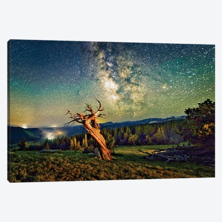 A Bristlecone Tree Against A Starry Sky. Canvas Print #OLE348} by OLena Art Canvas Art