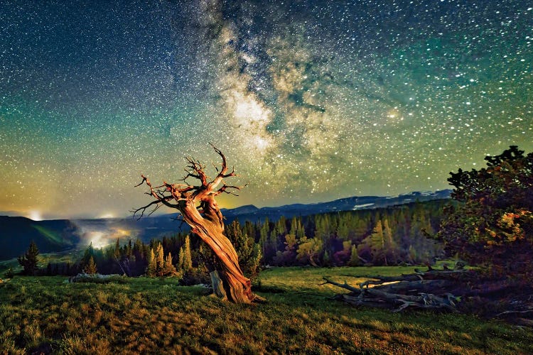 A Bristlecone Tree Against A Starry Sky.