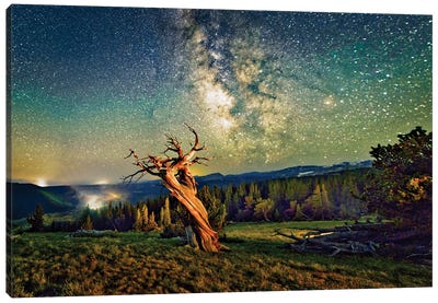 A Bristlecone Tree Against A Starry Sky. Canvas Art Print - OLena art