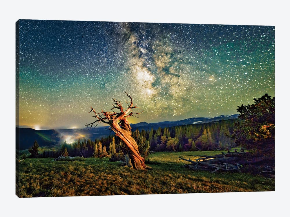 A Bristlecone Tree Against A Starry Sky. by OLena Art 1-piece Art Print