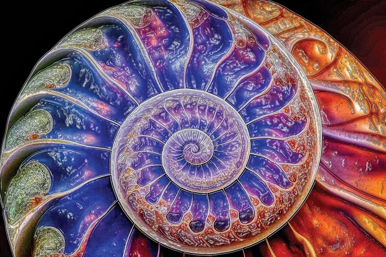 Nautilus Shell Fibonacci Spiral Abstract