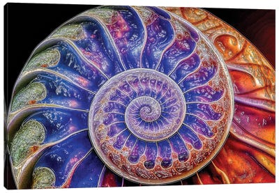 Nautilus Shell Fibonacci Spiral Abstract Canvas Art Print - OLena art