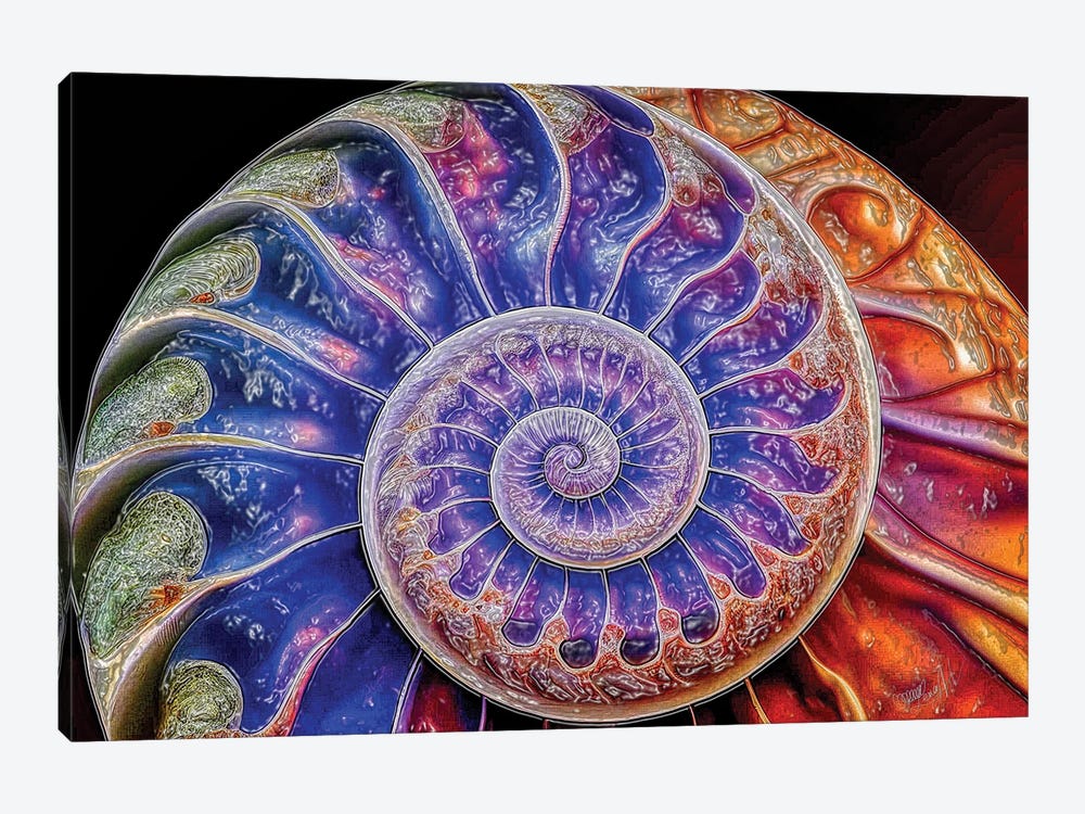 Nautilus Shell Fibonacci Spiral Abstract by OLena Art 1-piece Canvas Art