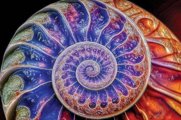 Nautiluses: Nautilus Shell Fibonacci Spiral Abstract by OLena Art