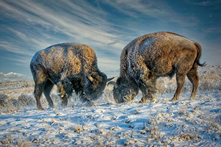 A Fight Between Two American Bison During A Snowstorm