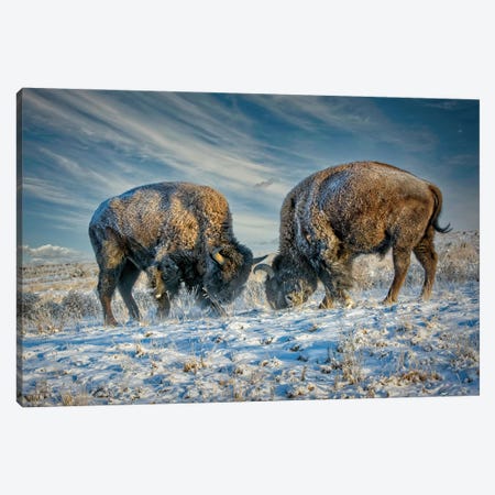 A Fight Between Two American Bison During A Snowstorm Canvas Print #OLE370} by OLena Art Art Print