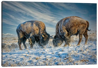 A Fight Between Two American Bison During A Snowstorm Canvas Art Print - OLena art