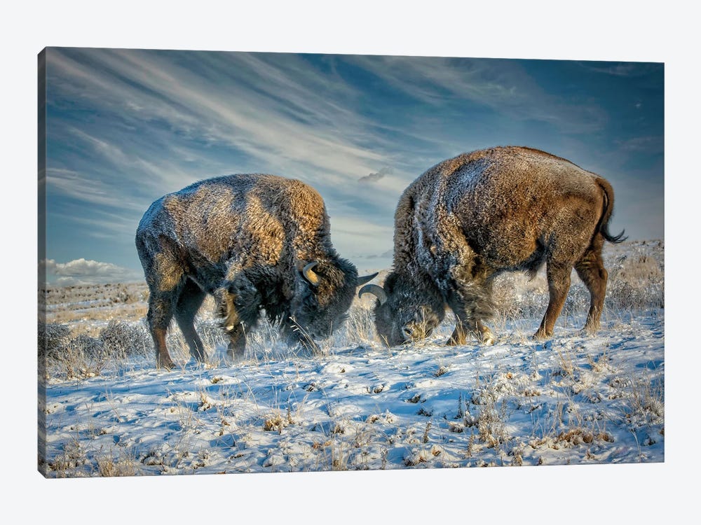 A Fight Between Two American Bison During A Snowstorm by OLena Art 1-piece Canvas Wall Art