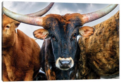 A Majestic Close-Up Of The Texas Longhorn Cow Canvas Art Print - Farm Animal Art