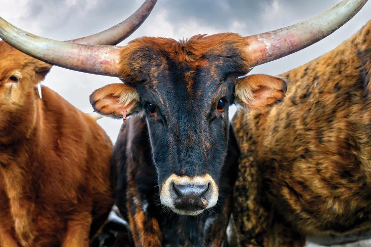 A Majestic Close-Up Of The Texas Longhorn Cow by OLena Art wall art