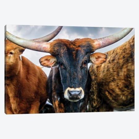 A Majestic Close-Up Of The Texas Longhorn Cow Canvas Print #OLE390} by OLena Art Canvas Print