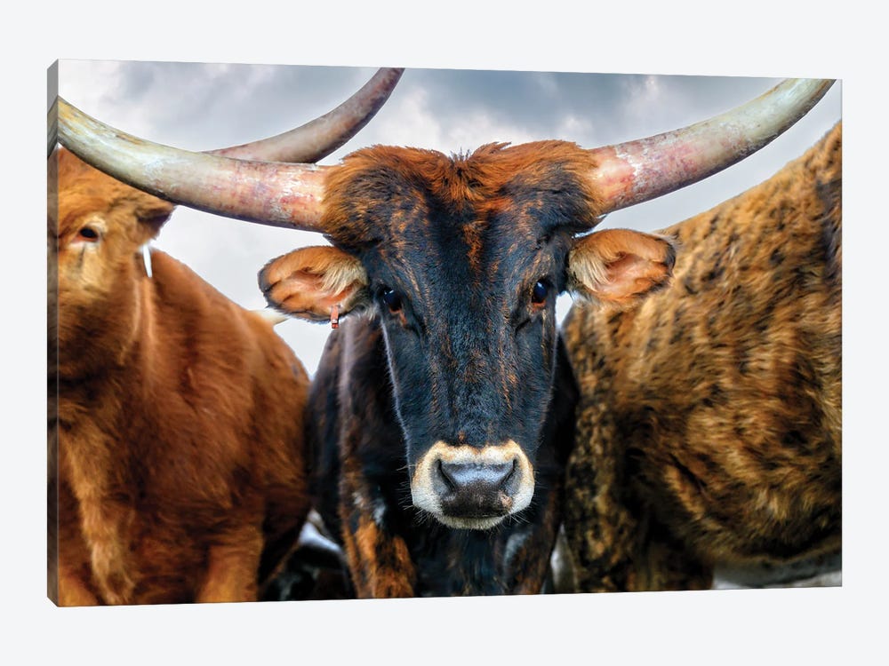 A Majestic Close-Up Of The Texas Longhorn Cow by OLena Art 1-piece Canvas Wall Art