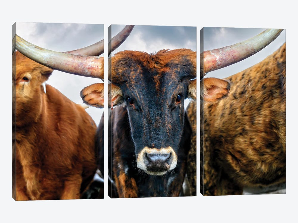 A Majestic Close-Up Of The Texas Longhorn Cow by OLena Art 3-piece Canvas Art