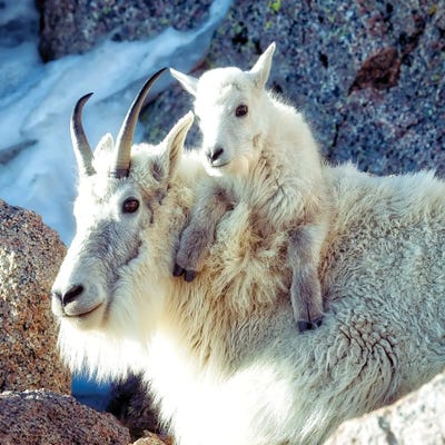 Nanny And Kid Of Mountain Goats A Heartwarming Bond At 14000 Feet by OLena Art multi panel art