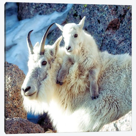 Nanny And Kid Of Mountain Goats A Heartwarming Bond At 14000 Feet Canvas Print #OLE391} by OLena Art Canvas Print