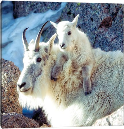 Nanny And Kid Of Mountain Goats A Heartwarming Bond At 14000 Feet Canvas Art Print - OLena art