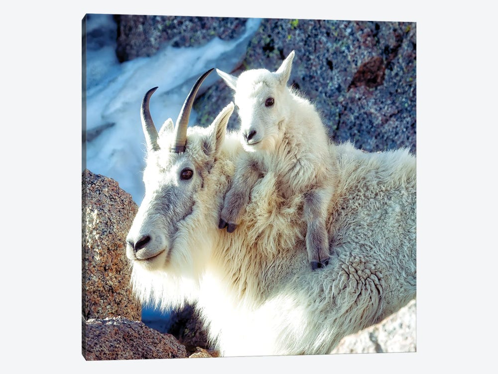 Nanny And Kid Of Mountain Goats A Heartwarming Bond At 14000 Feet by OLena Art 1-piece Canvas Art Print