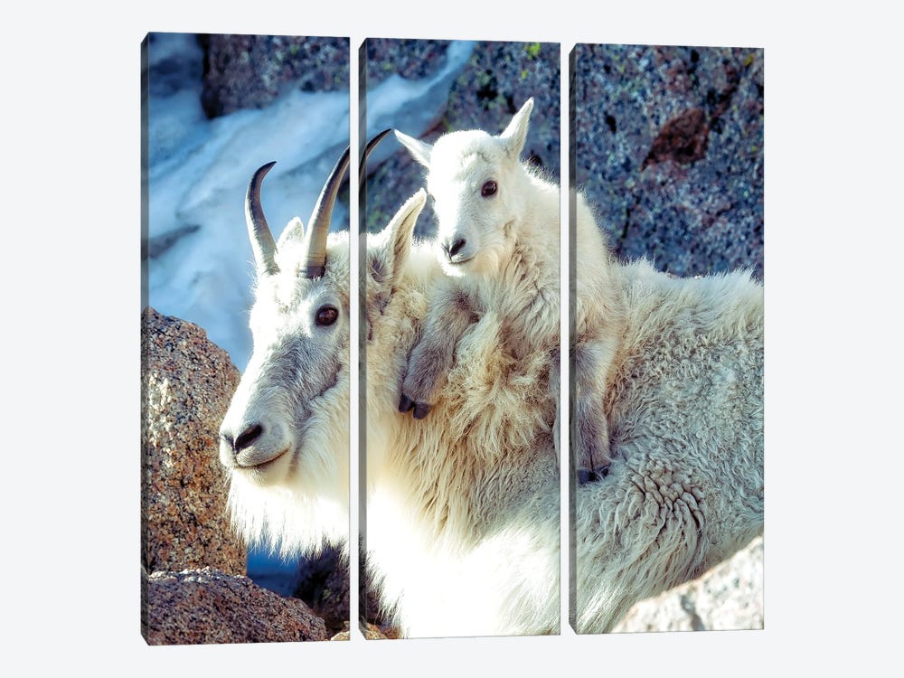 Nanny And Kid Of Mountain Goats A Heartwarming Bond At 14000 Feet by OLena Art 3-piece Art Print