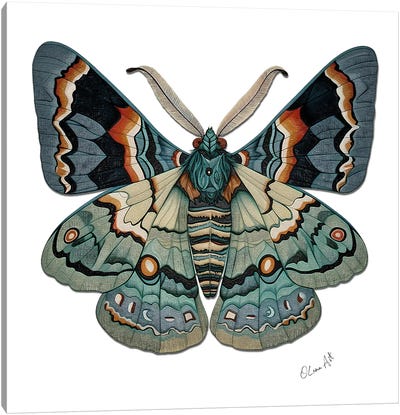 The Symbol Of Change - Sacred Symmetry And The Moth's Metamorphosis Canvas Art Print - OLena art
