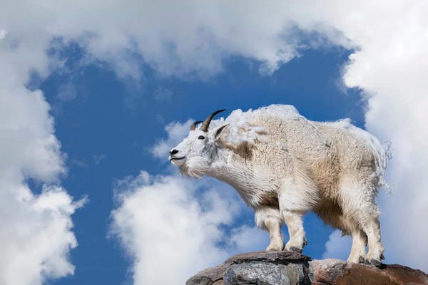Rams: Mountaintop Monarch -The Regal Beast Of Colorado by OLena Art