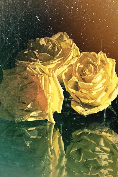 Yellow Rose by OLena Art canvas print