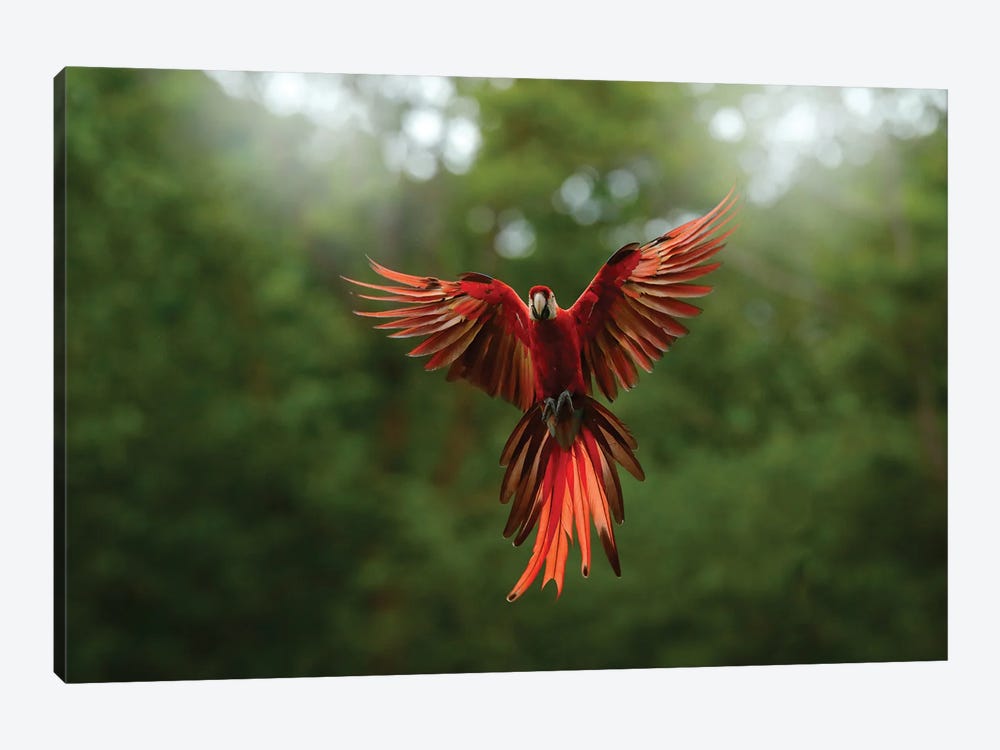 rainforest parrot flying