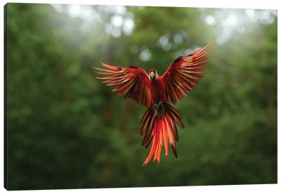 Macaw Parrot Flying Canvas Art Print - Macaw Art