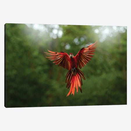 Macaw Parrot Flying Canvas Print #OPR101} by Ondřej Prosický Canvas Print