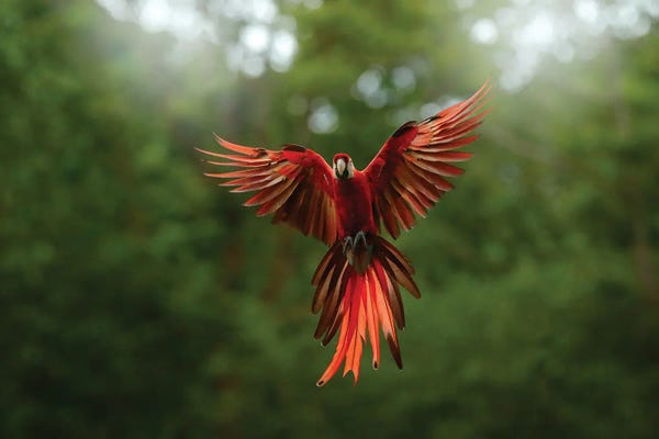 Ondřej Prosický: Macaw Parrot Flying by Ondřej Prosický