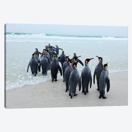 Marching Penguins Canvas Print #OPR102} by Ondřej Prosický Art Print