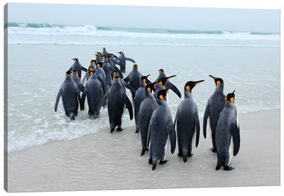 Marching Penguins Canvas Art Print - Ondřej Prosický