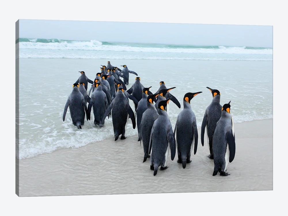Marching Penguins by Ondřej Prosický 1-piece Canvas Artwork