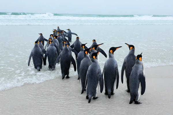 Photogenic Animals: Marching Penguins by Ondřej Prosický