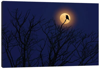 Moon Raven Canvas Art Print - Indigo Art