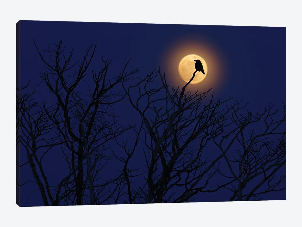 Moon Raven by Ondřej Prosický 1-piece Art Print
