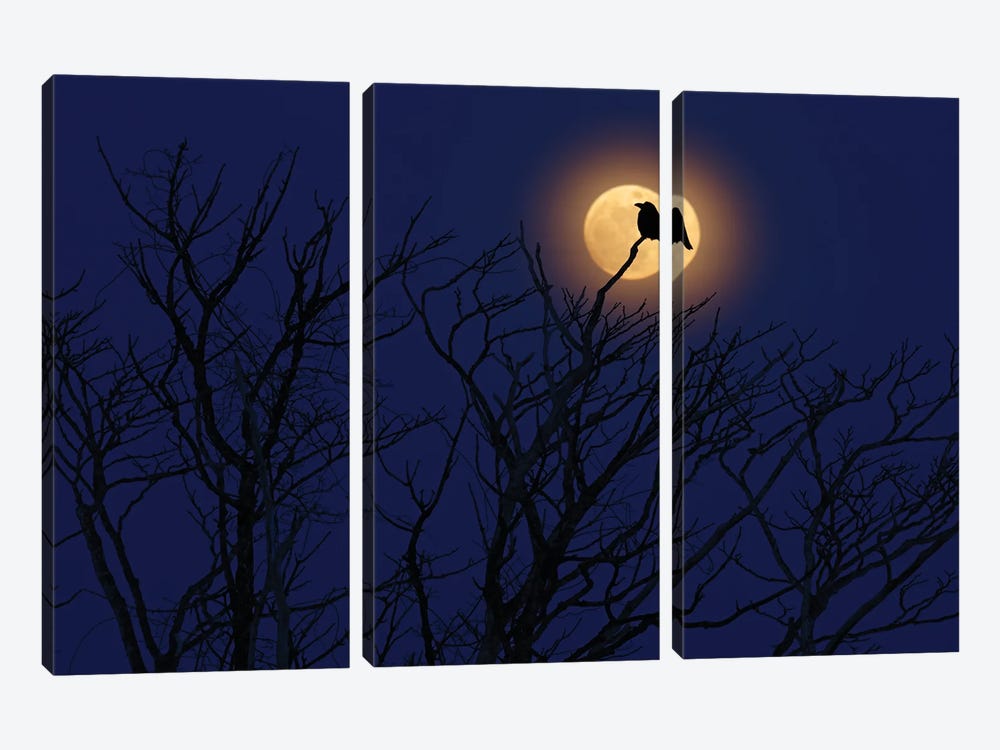 Moon Raven by Ondřej Prosický 3-piece Canvas Print