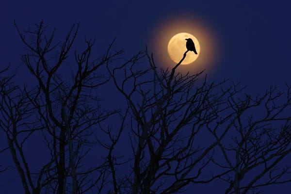 Goth Art: Moon Raven by Ondřej Prosický