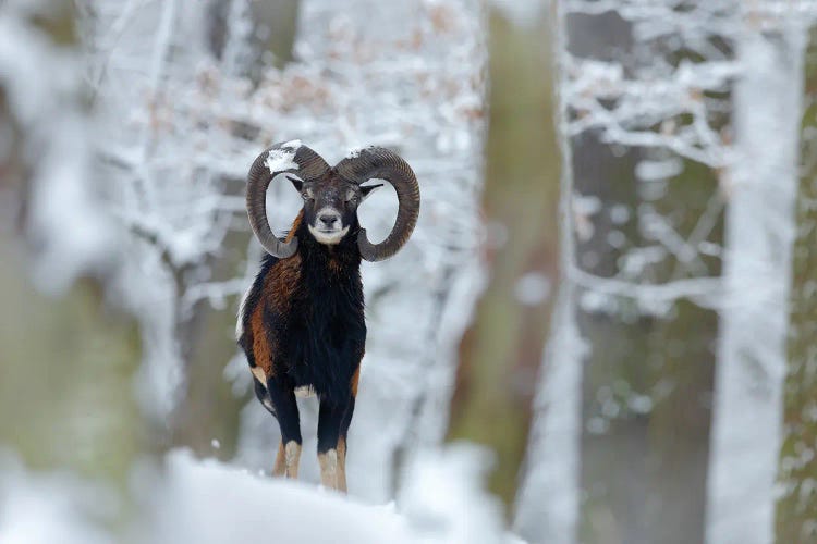 Mouflon In Winter