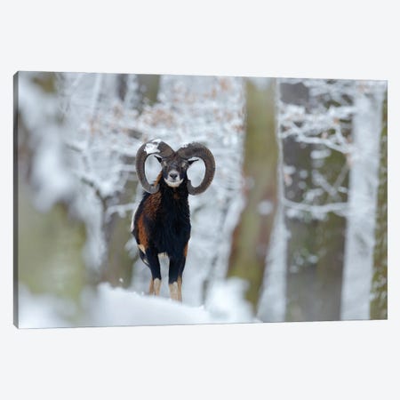 Mouflon In Winter Canvas Print #OPR105} by Ondřej Prosický Canvas Art